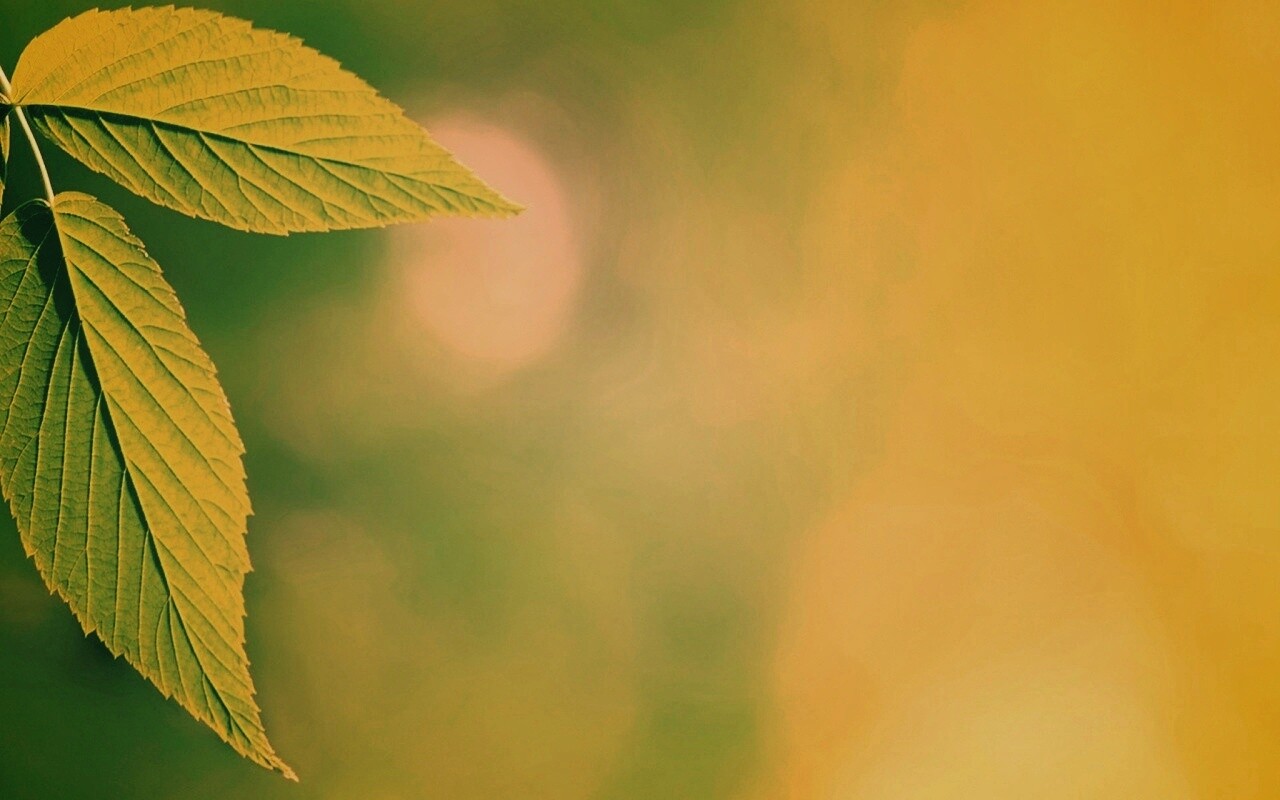 Два листа обои