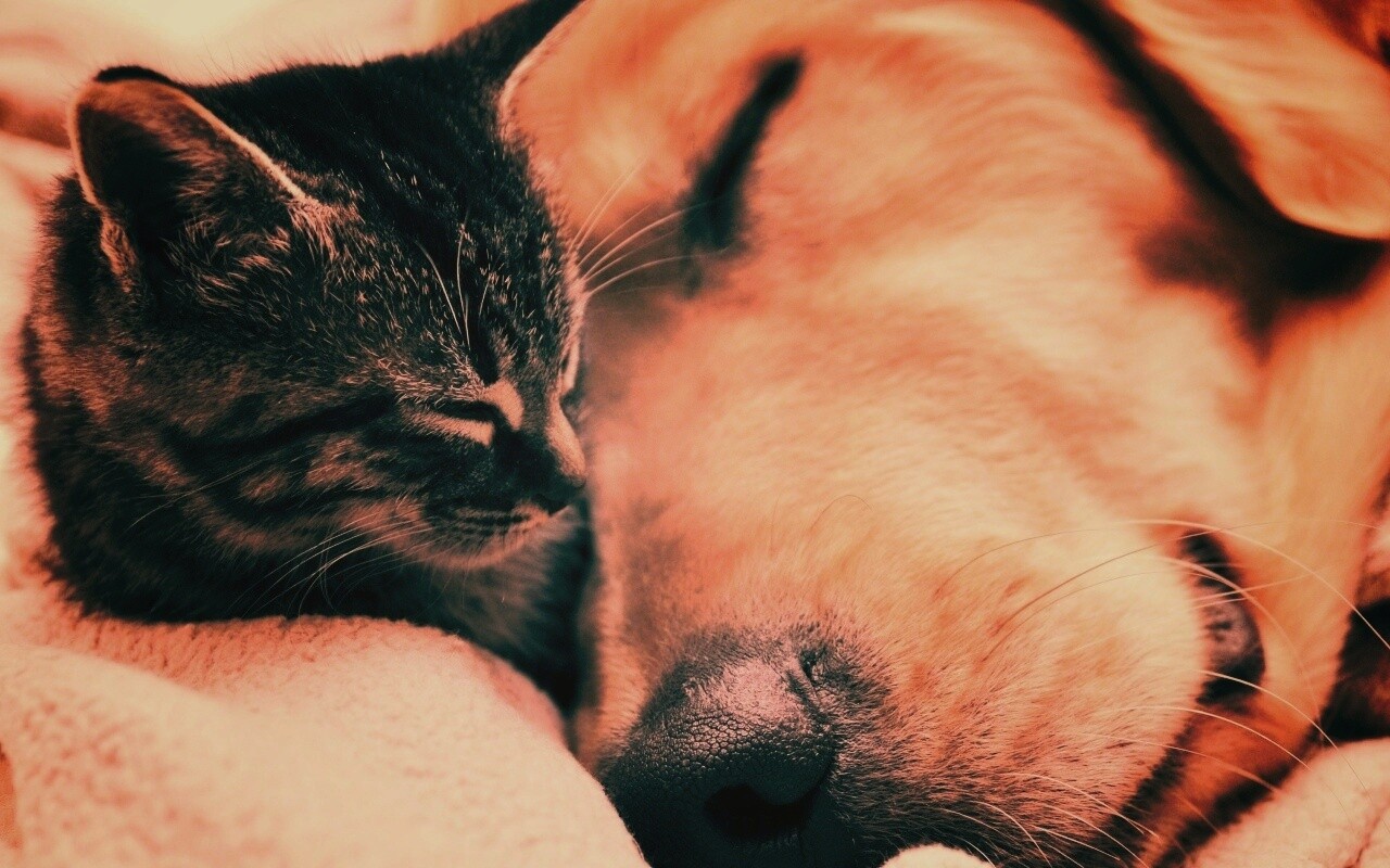 Кошка спит с собакой обои