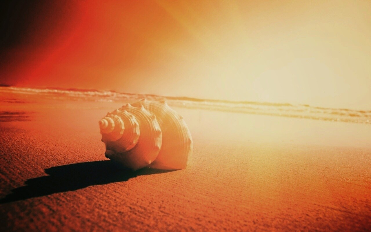 Золотистая ракушка обои