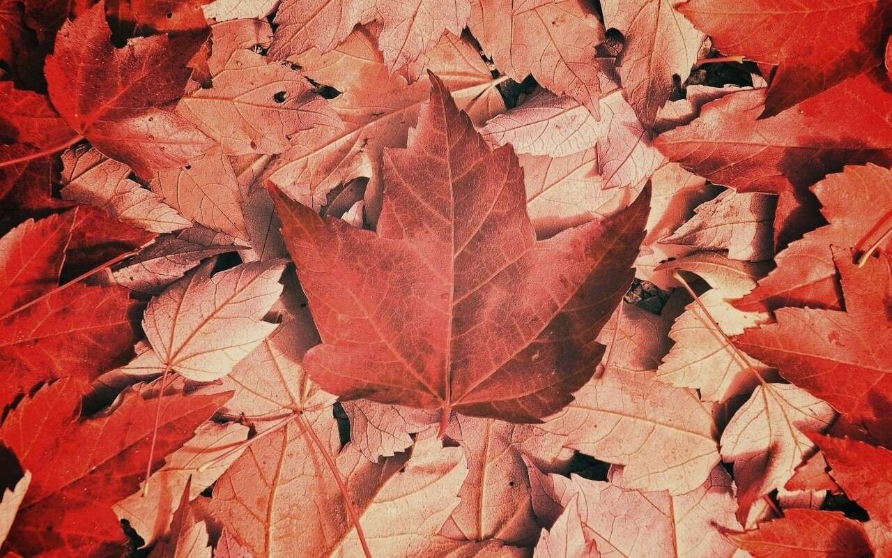 Флаг Канады из листьев обои