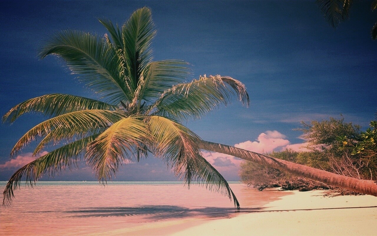 Пальма над водой обои