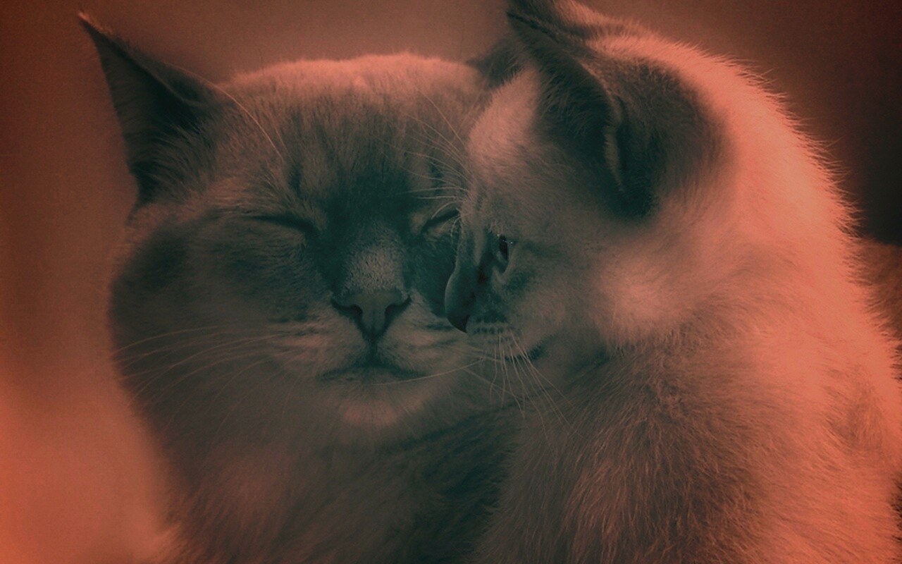 Кошка с котенком обои