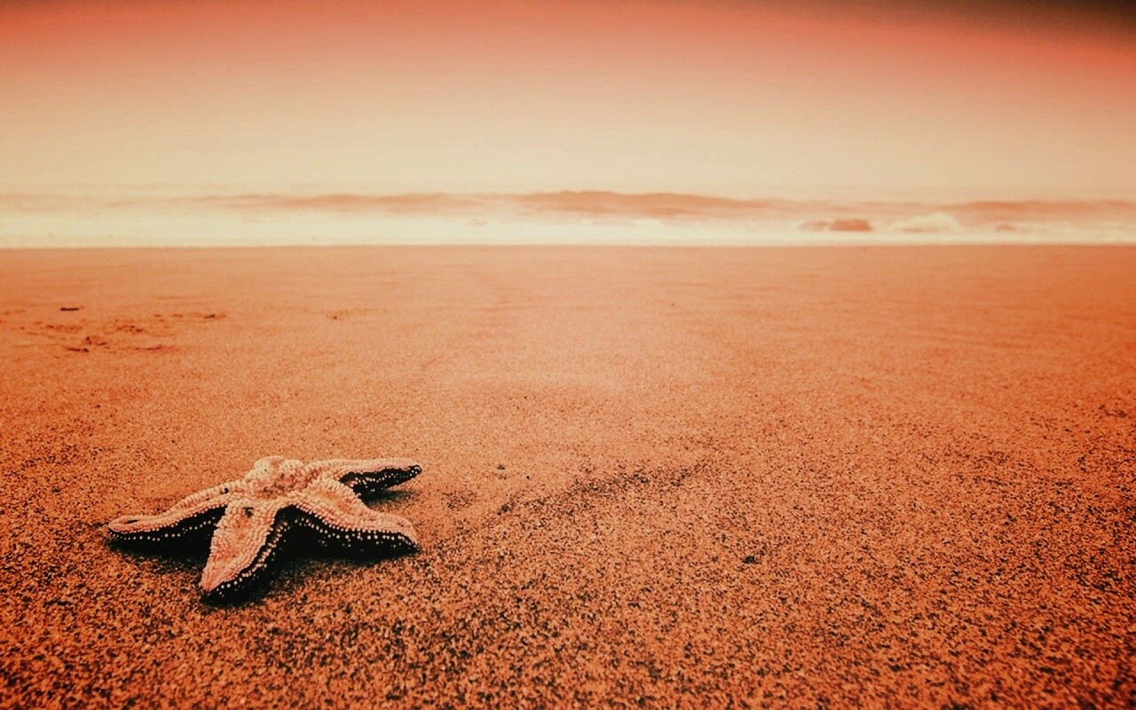Морская звезда на бесконечном пляже обои