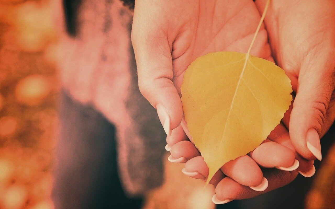 Осенний лист в руках обои