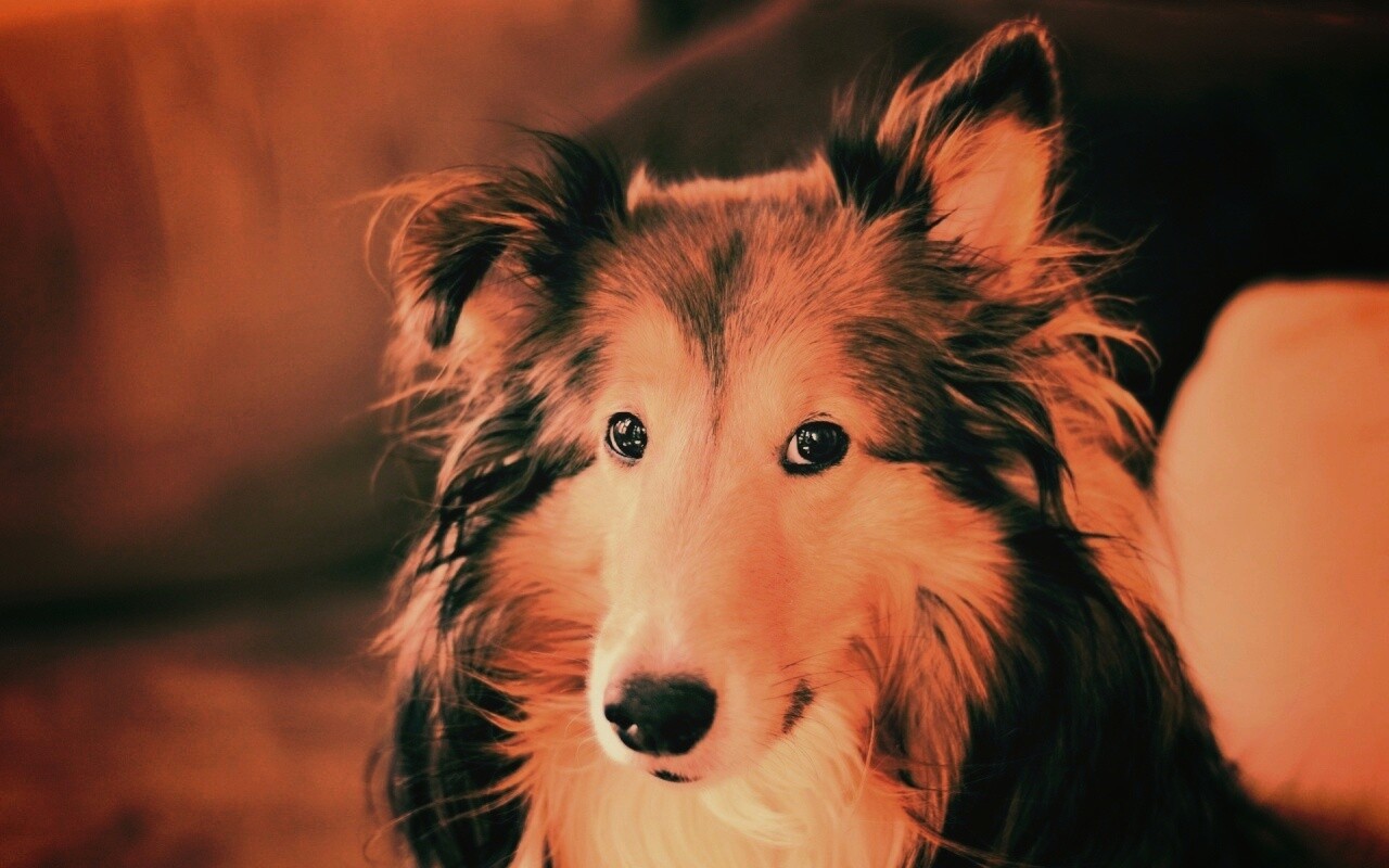Колли с умными глазами обои