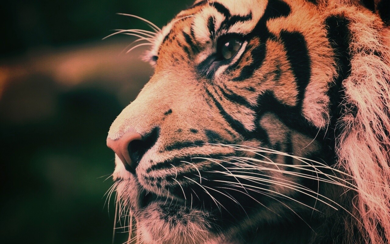 Взгляд тигра обои