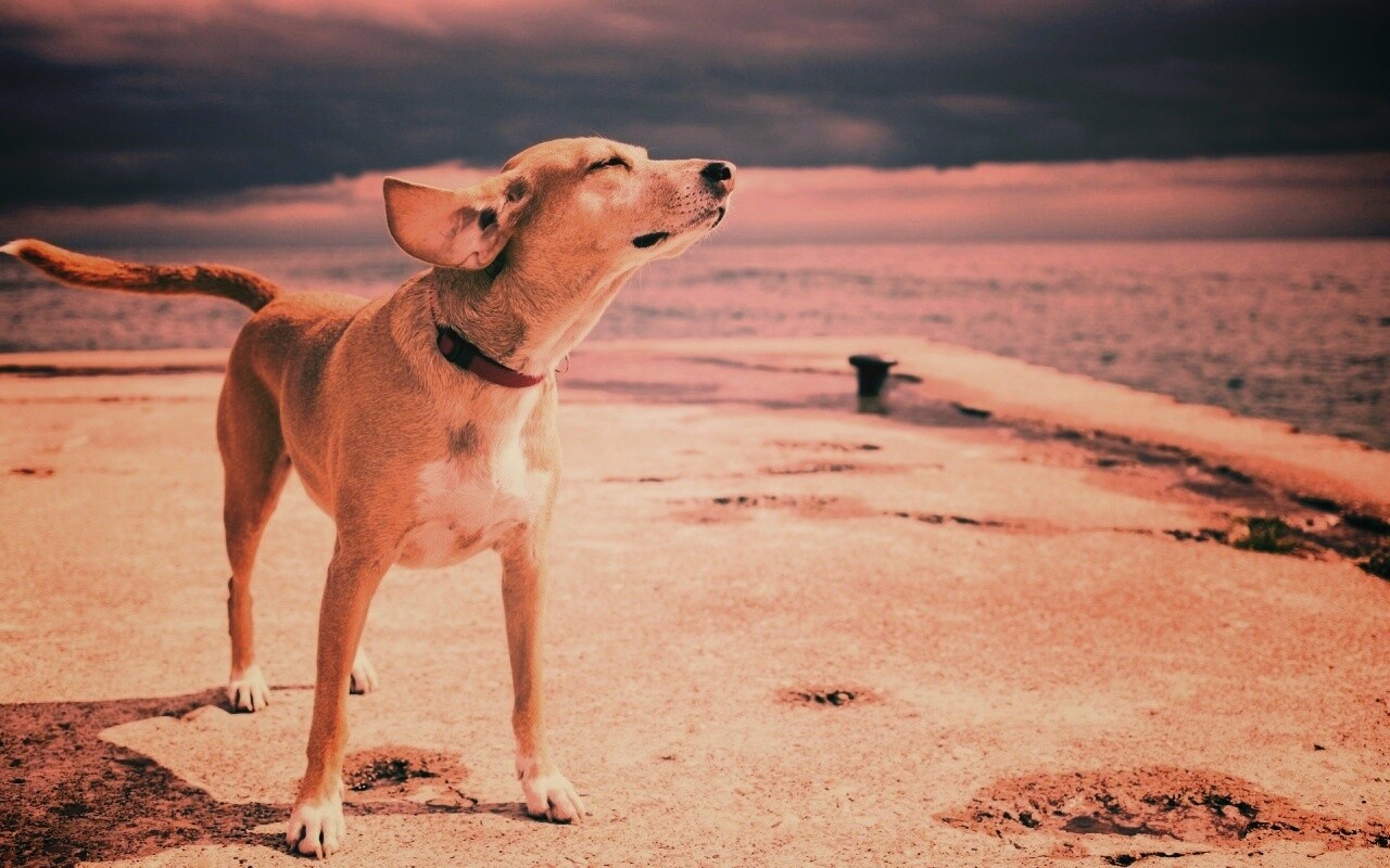 Собака на пирсе обои