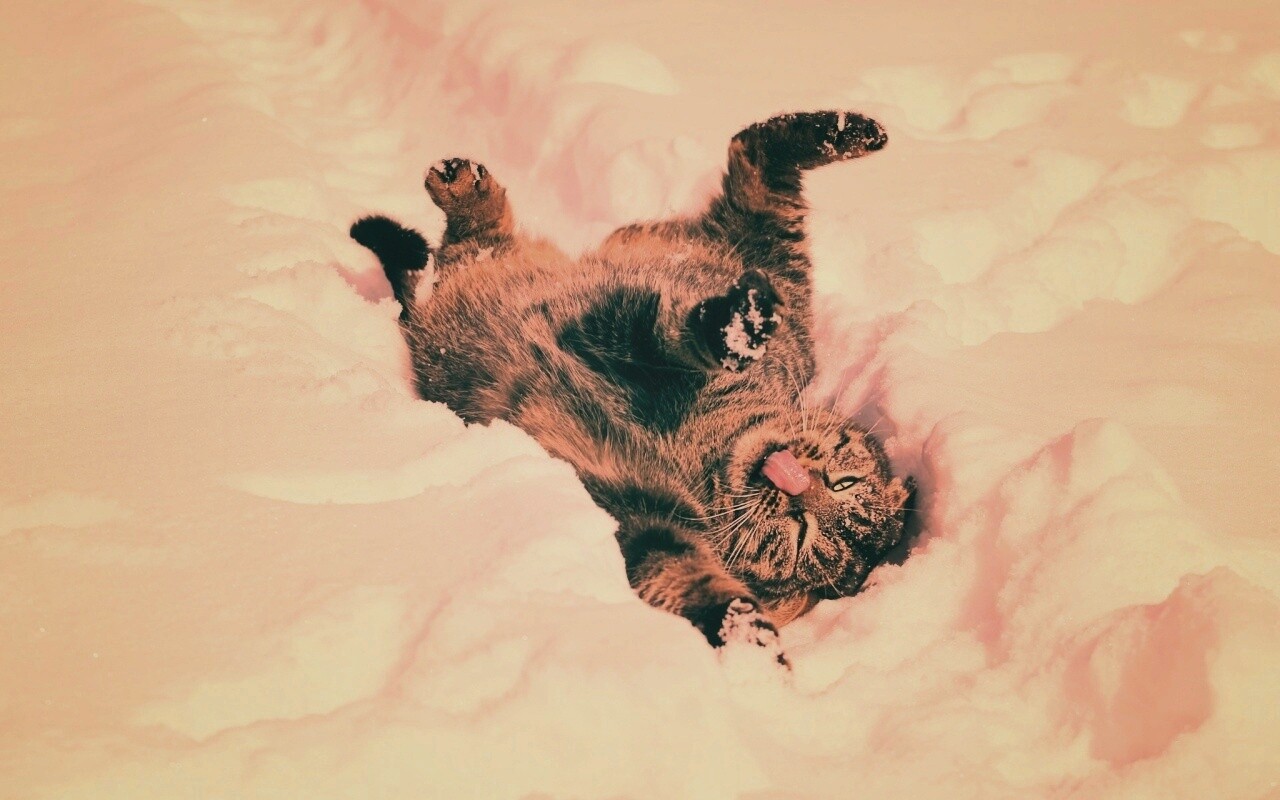 Кот валяется в снегу обои