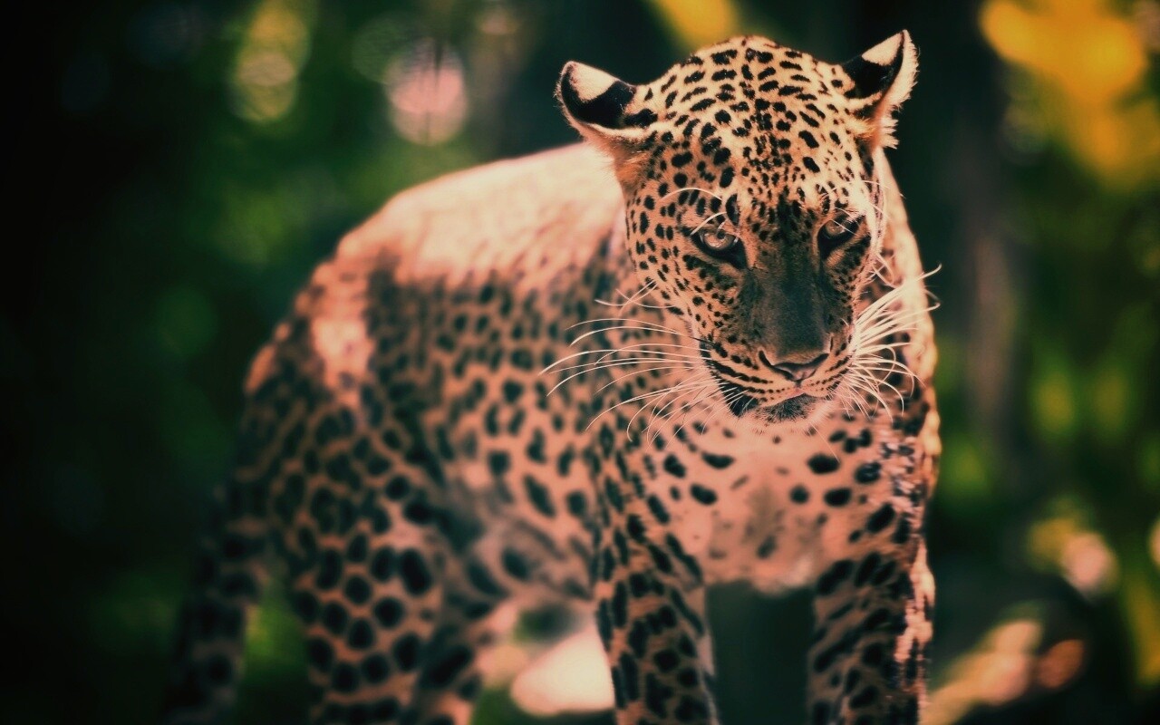 Леопард в сингапурском зоопарке обои