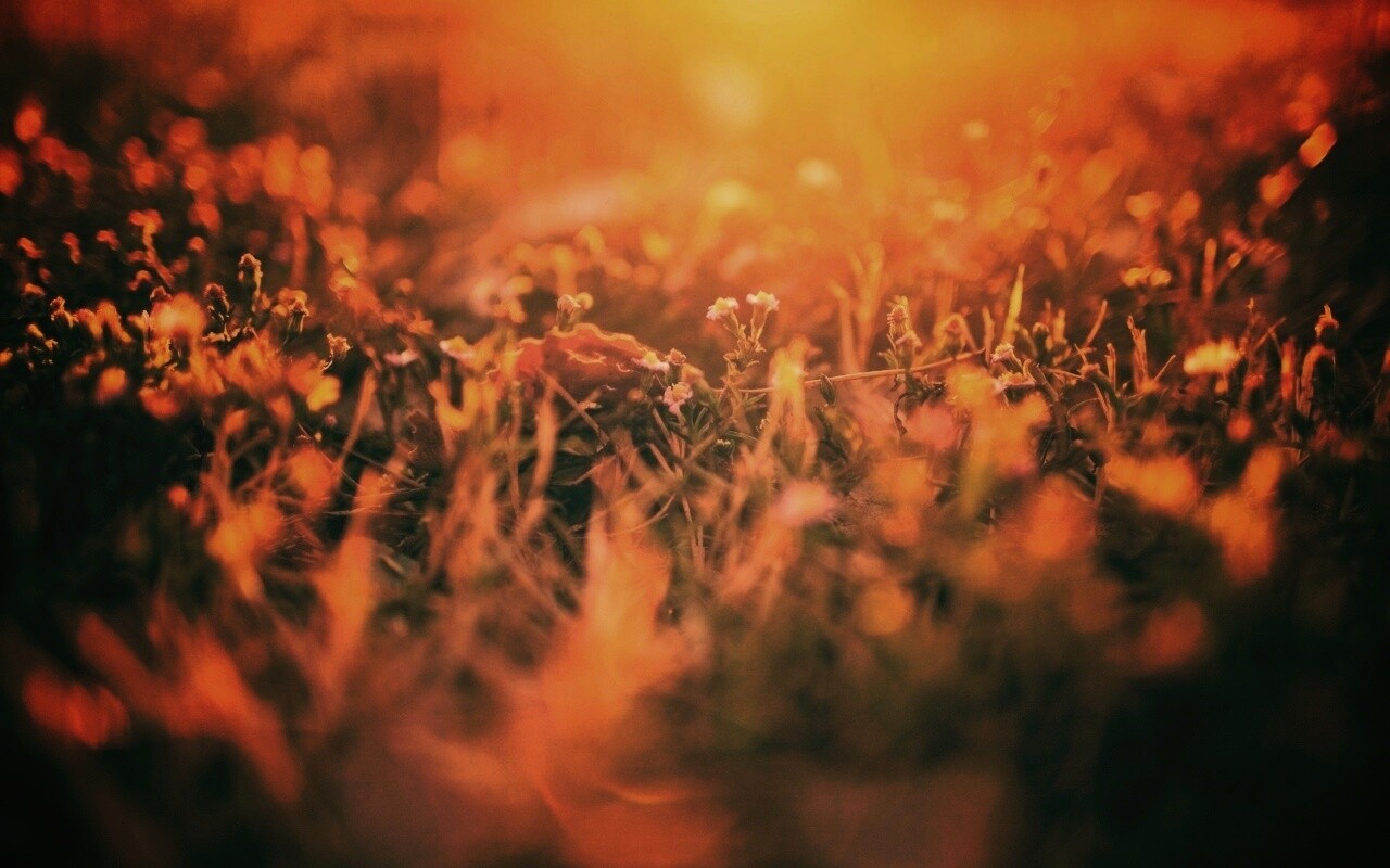 Полевые цветы в закатном солнце обои