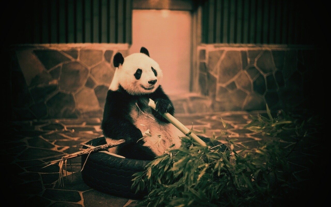 Панда точит бамбук обои