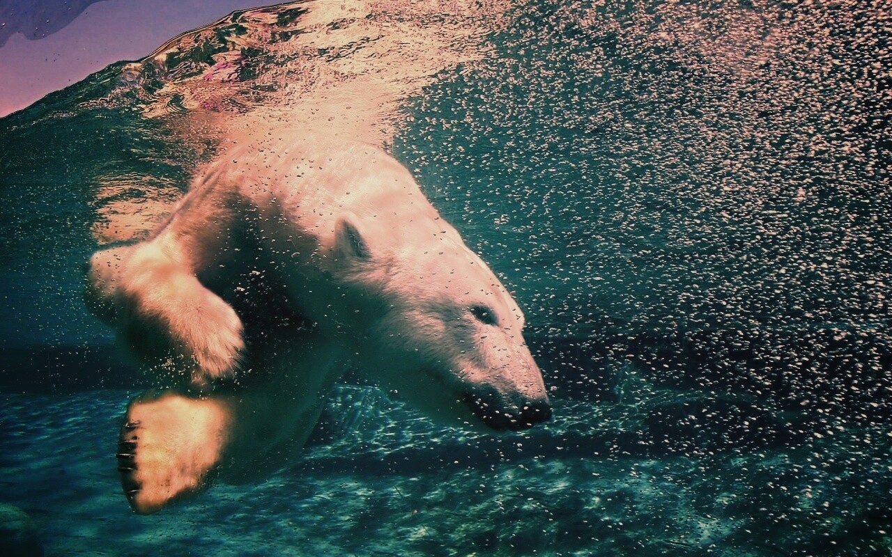 Нырнувший белый медведь обои