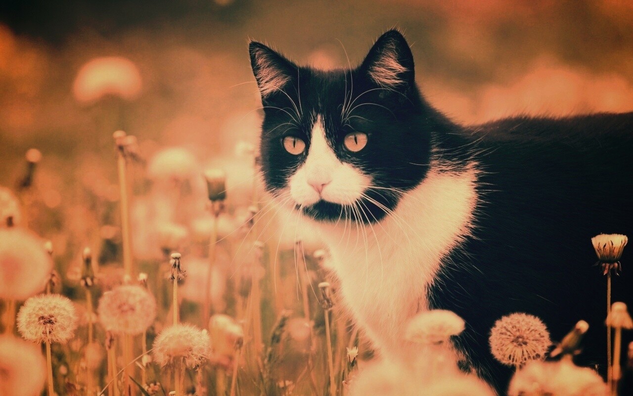 Кот в одуванчиках обои