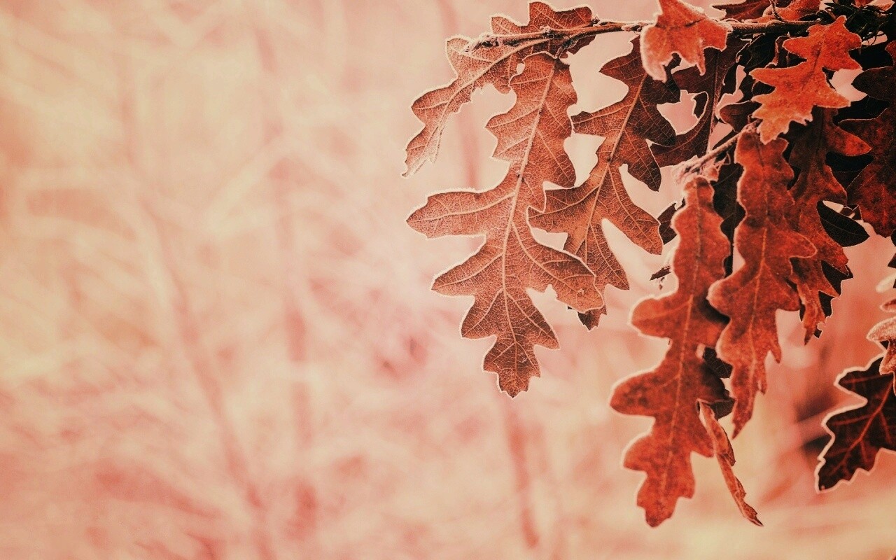 Дубовые листья обои
