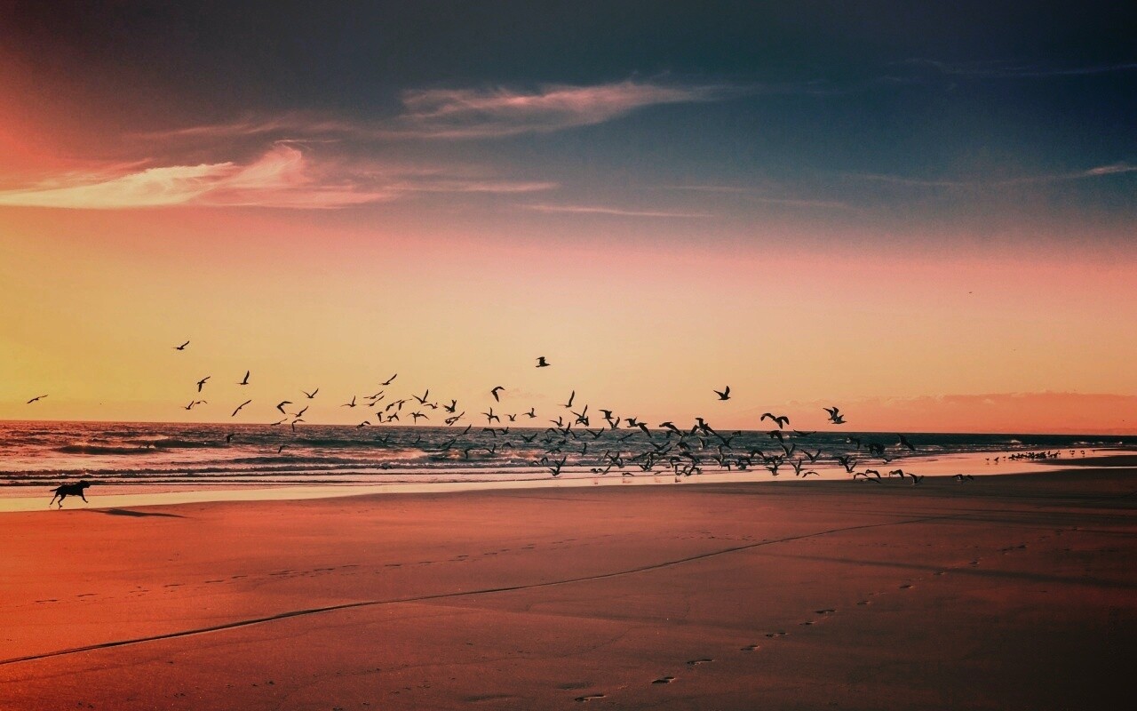Стая птиц на пляже обои