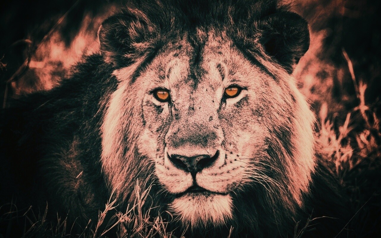Гордый лев с горящими глазами обои