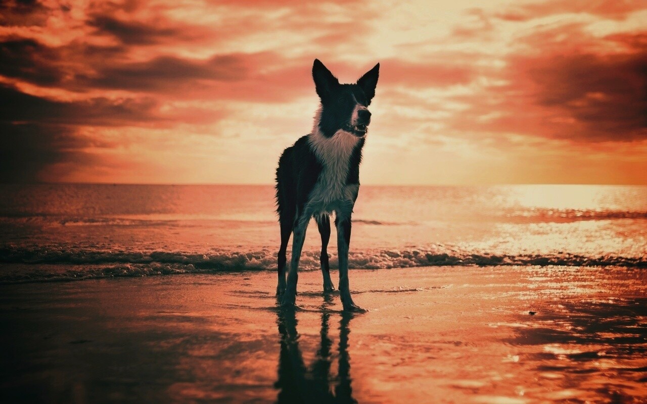 Собачка на пляже обои