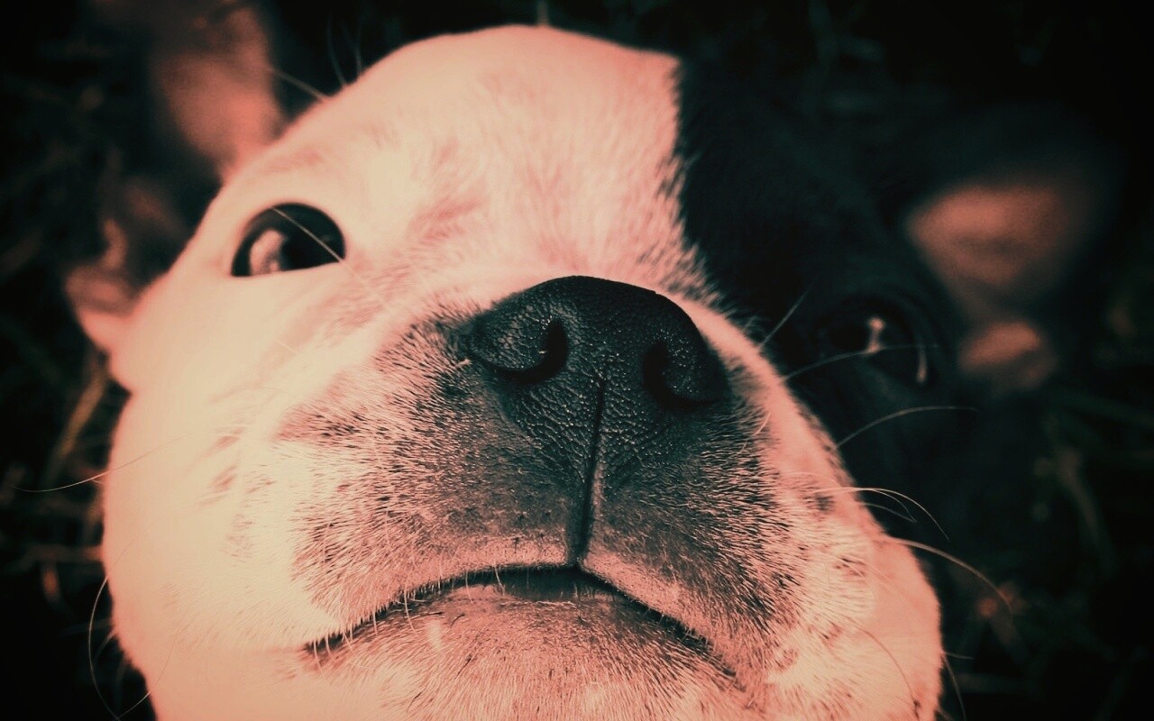 Бостонский терьер обои