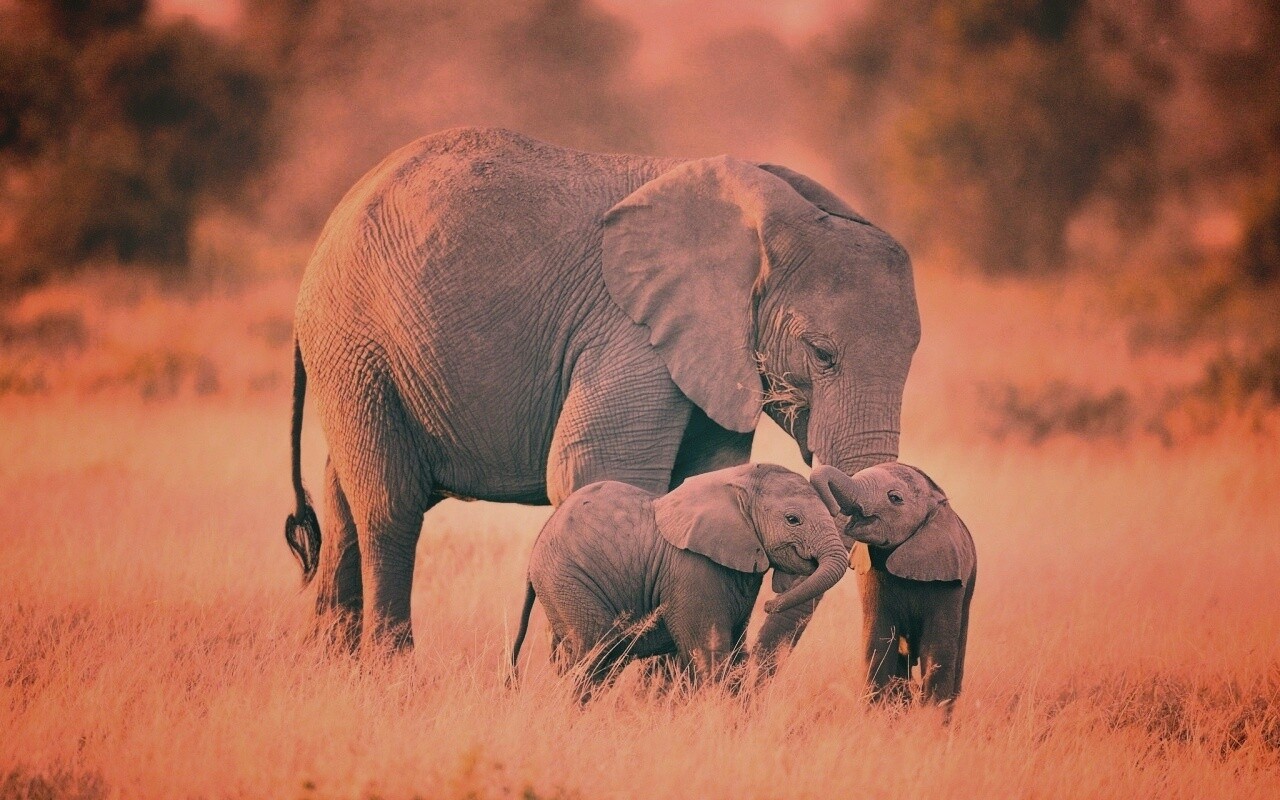 Слоны в национальном парке обои