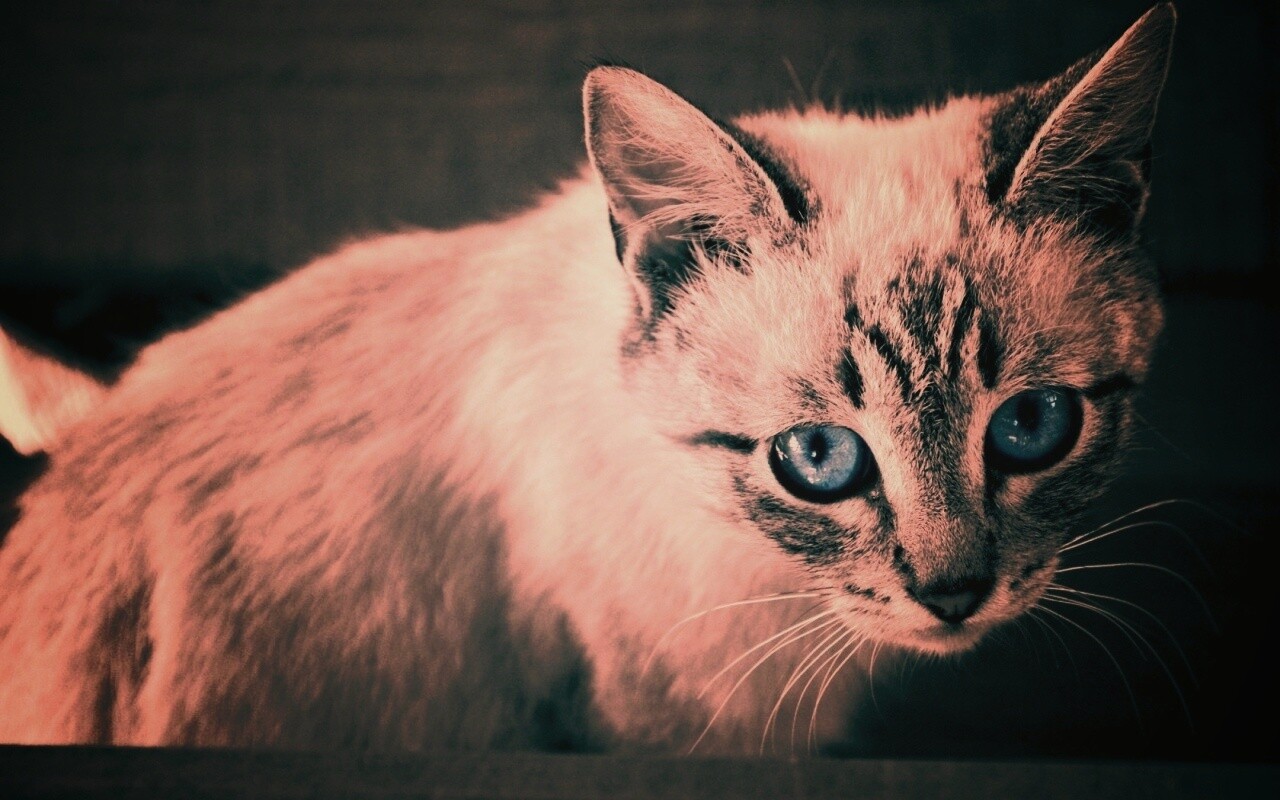 Котенок с синими глазами обои