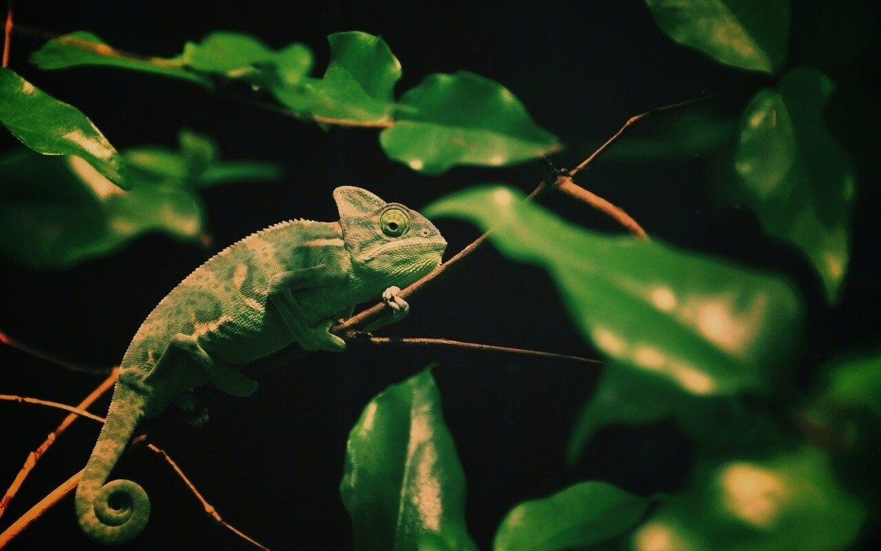 Хамелеон в листве обои