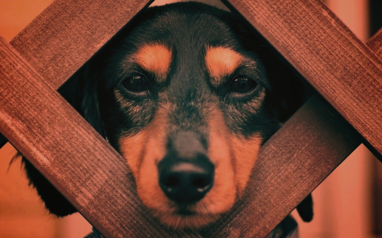 Мордочка в заборе обои