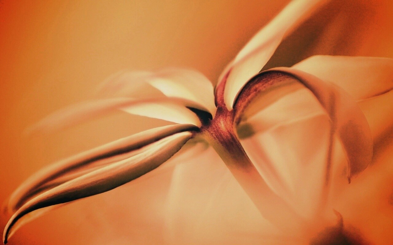 Цветок обои