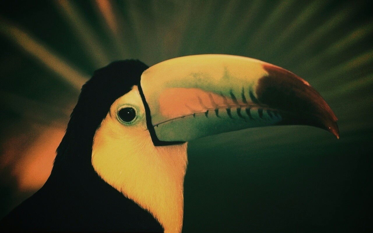 Грустный желтогрудый тукан обои
