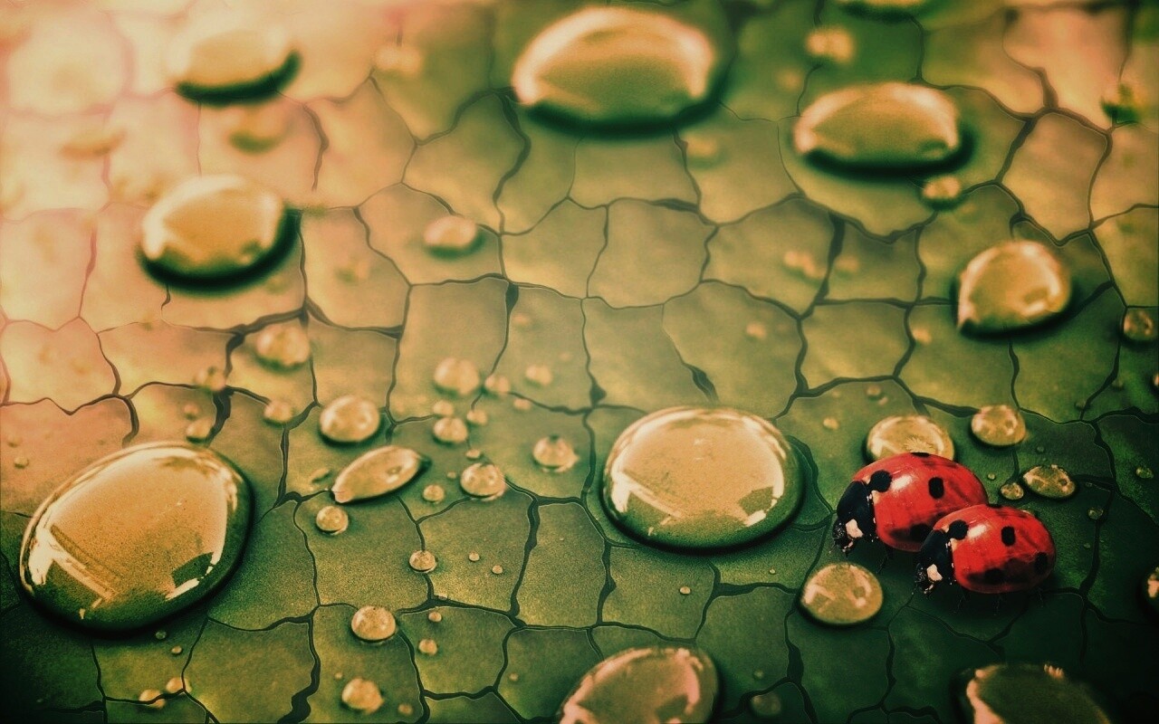 Божьи коровки обои