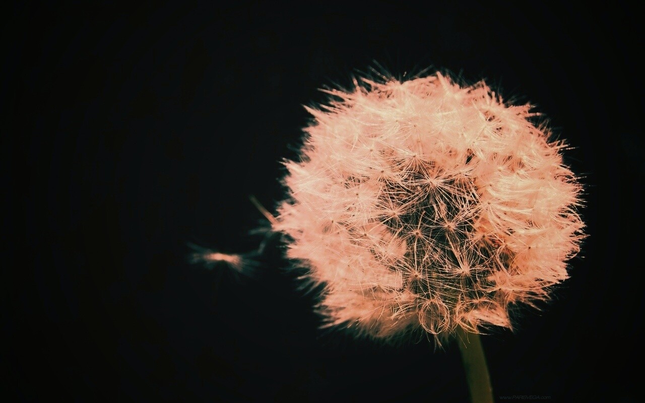 Одуванчик обои