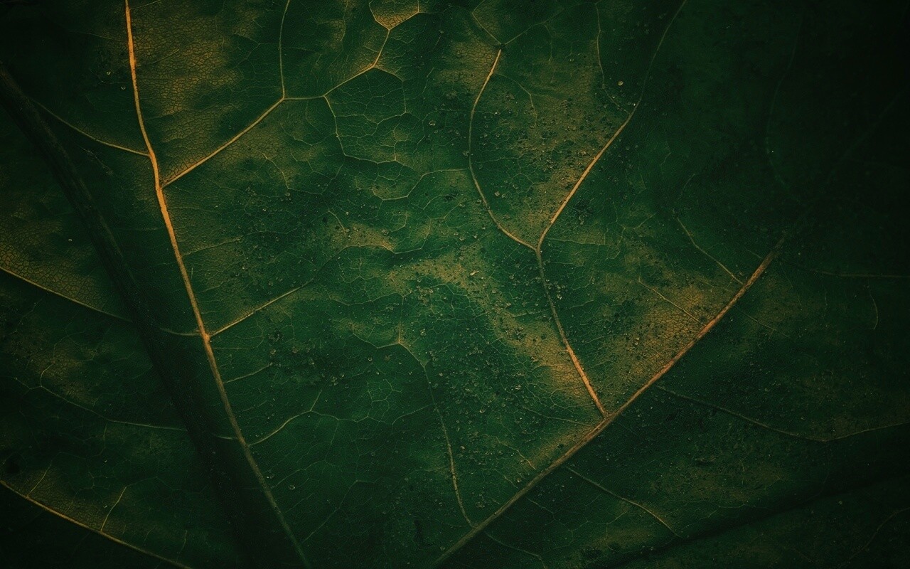 Макро зеленый лист обои