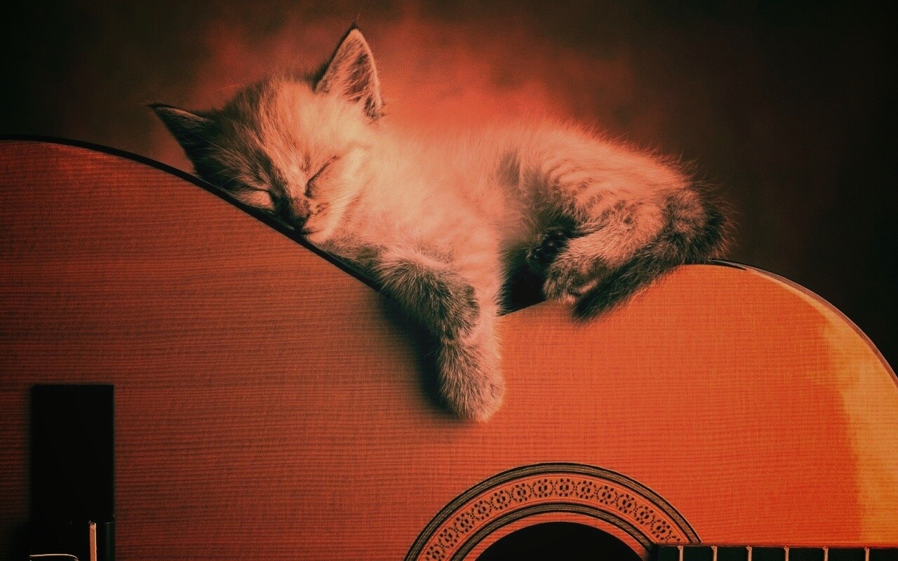 Котенок на гитаре обои