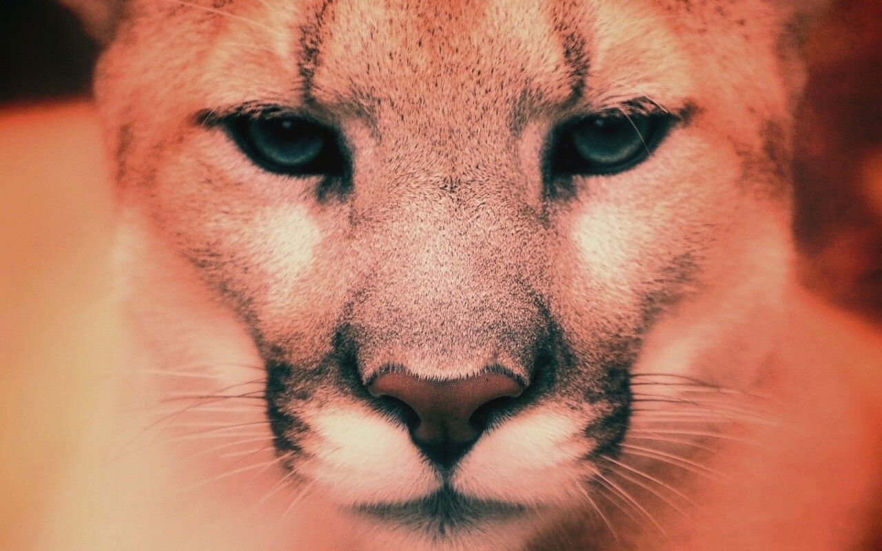 Взгляд большой кошки обои