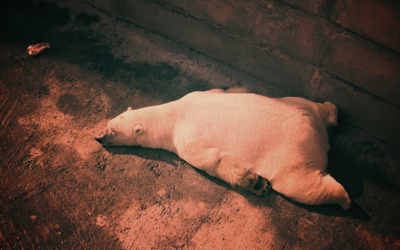 Мы можем их спасти обои