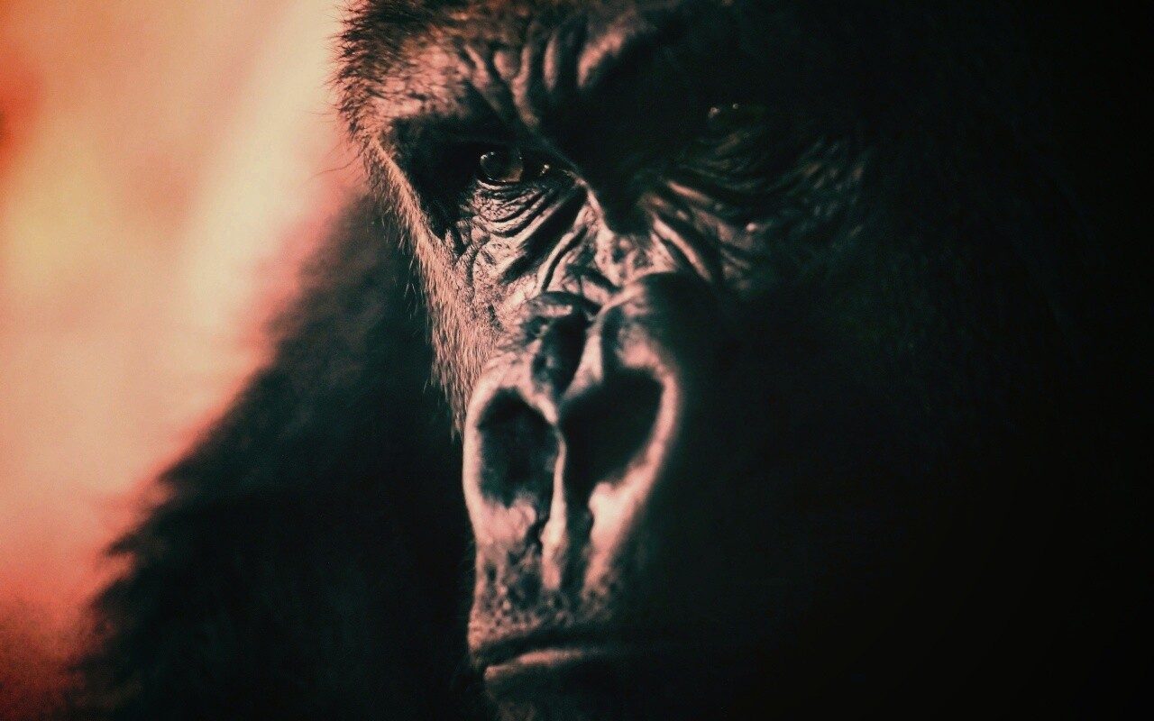 Фото орангутанга обои