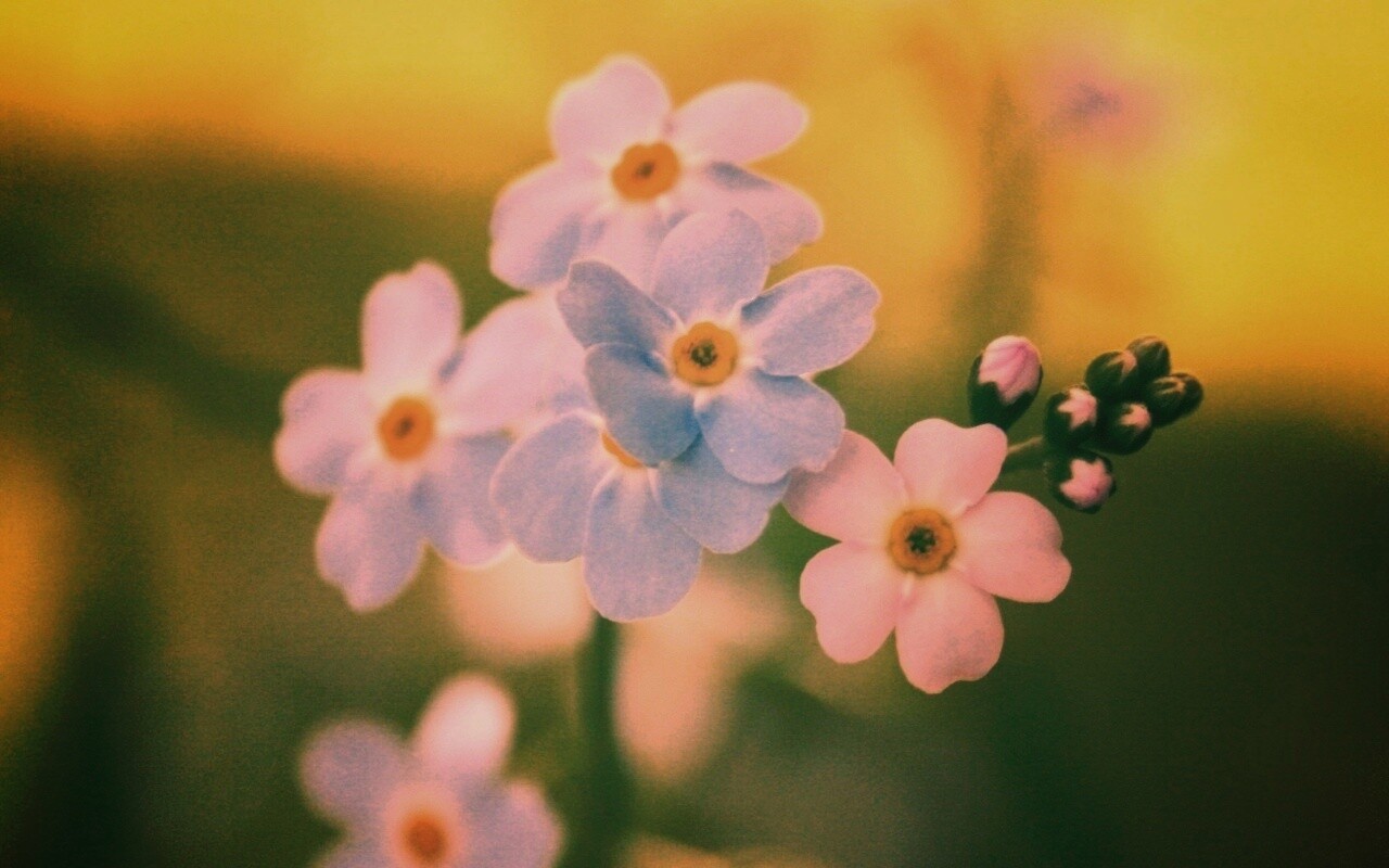 Обои цветов обои