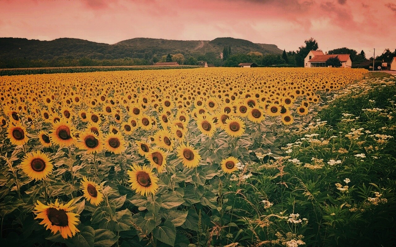 Живописное поле подсолнухов обои