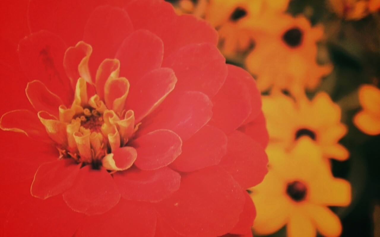 Красный цветок обои