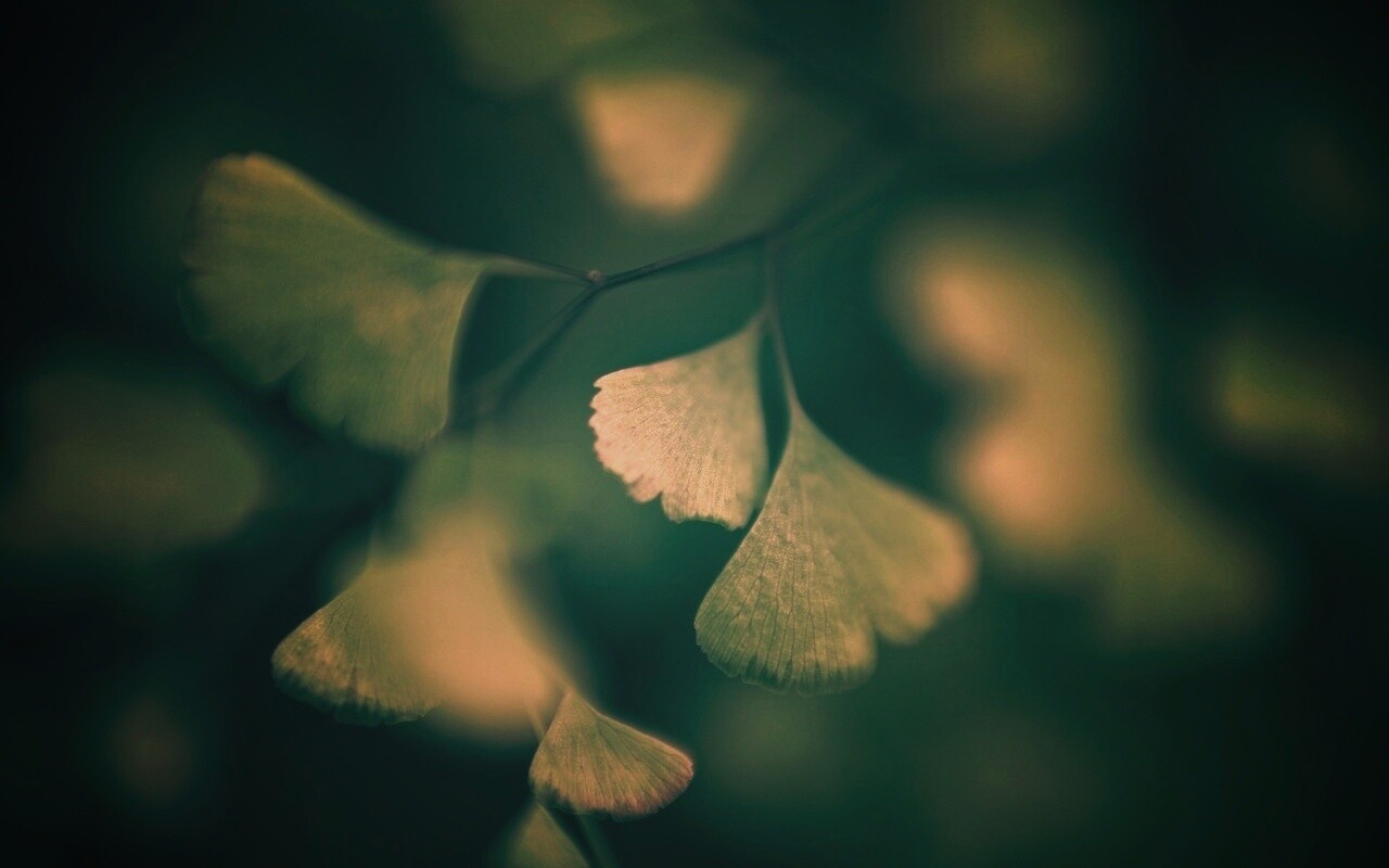 Дикие зеленые листья обои