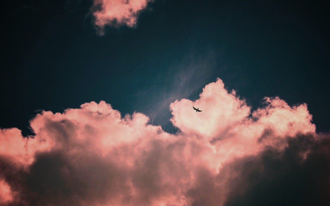 Птица в небе обои