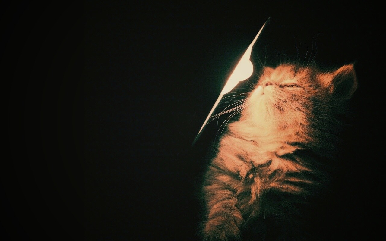 Котя на свету обои