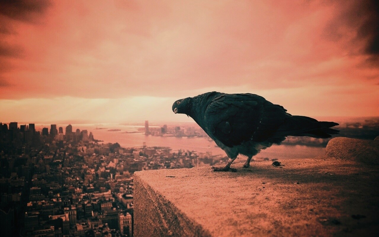 Любознательный голубь обои