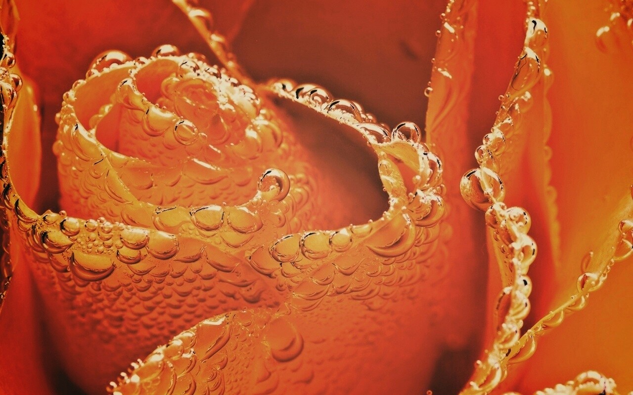 Мокрый желтый цветок обои