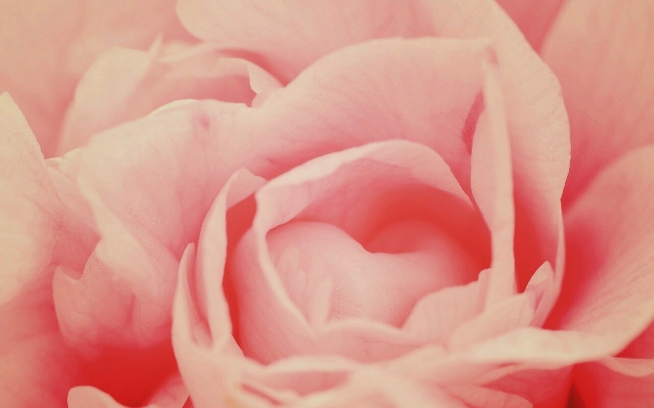 Розовый цветок обои