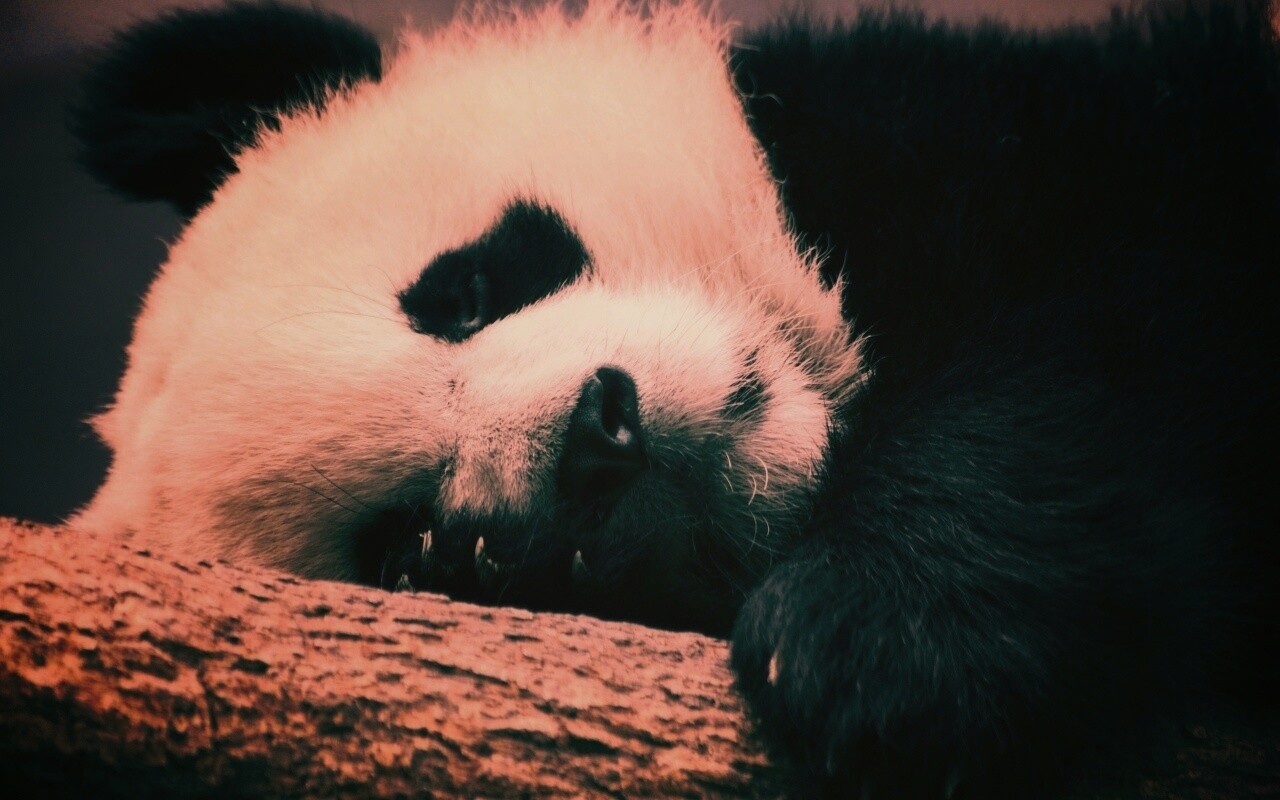 Панда на ветви обои