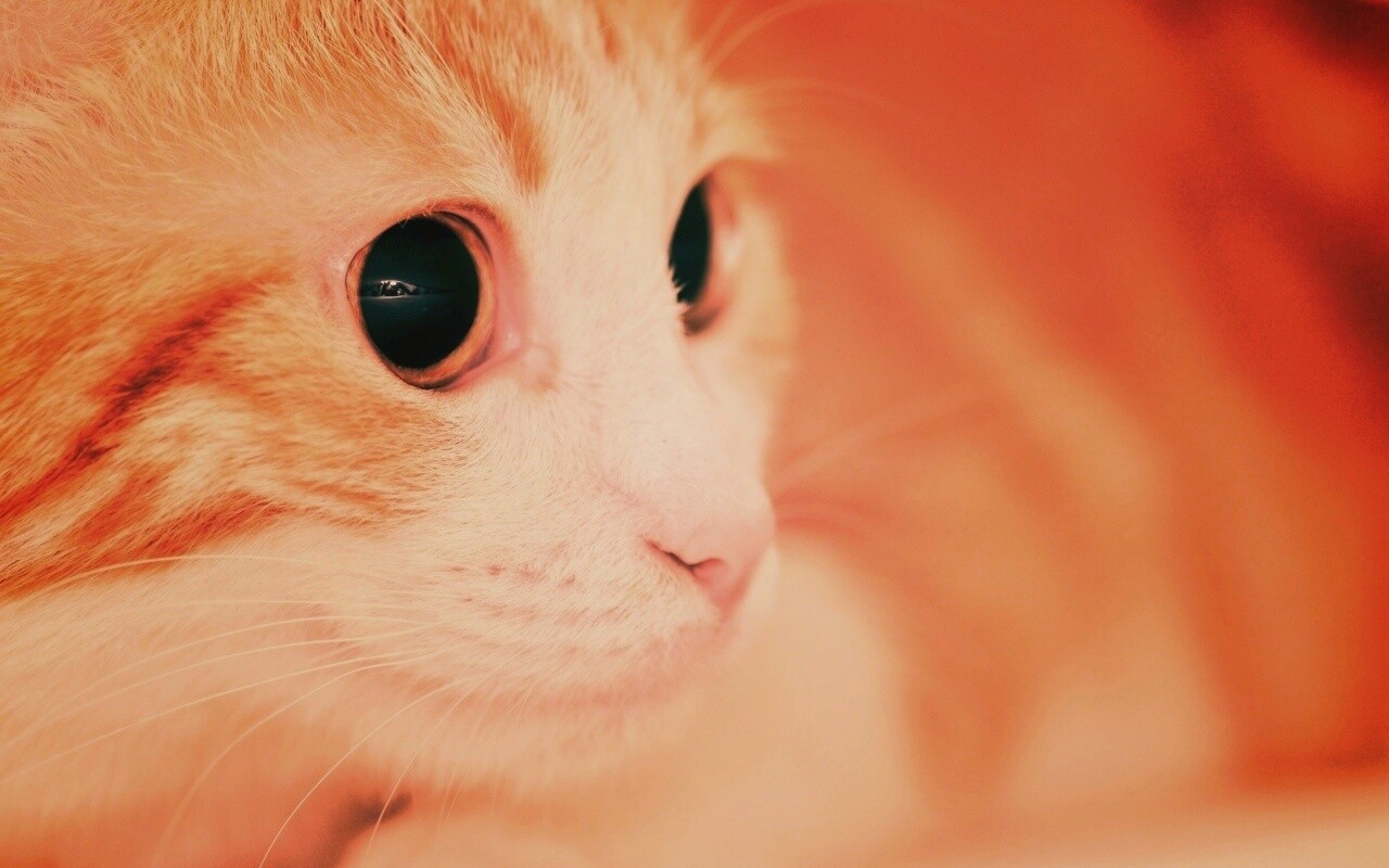 Кот с большими глазами обои