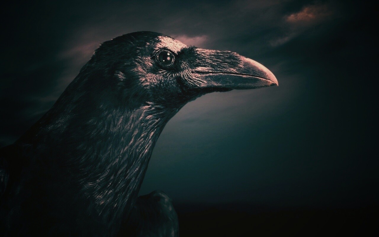Ворон — гордая птица обои