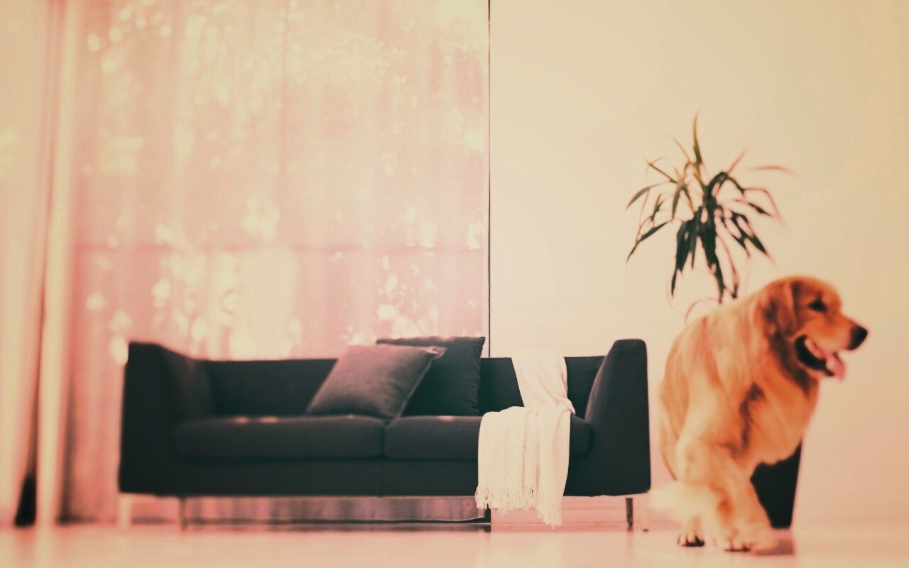 Собака в быту обои