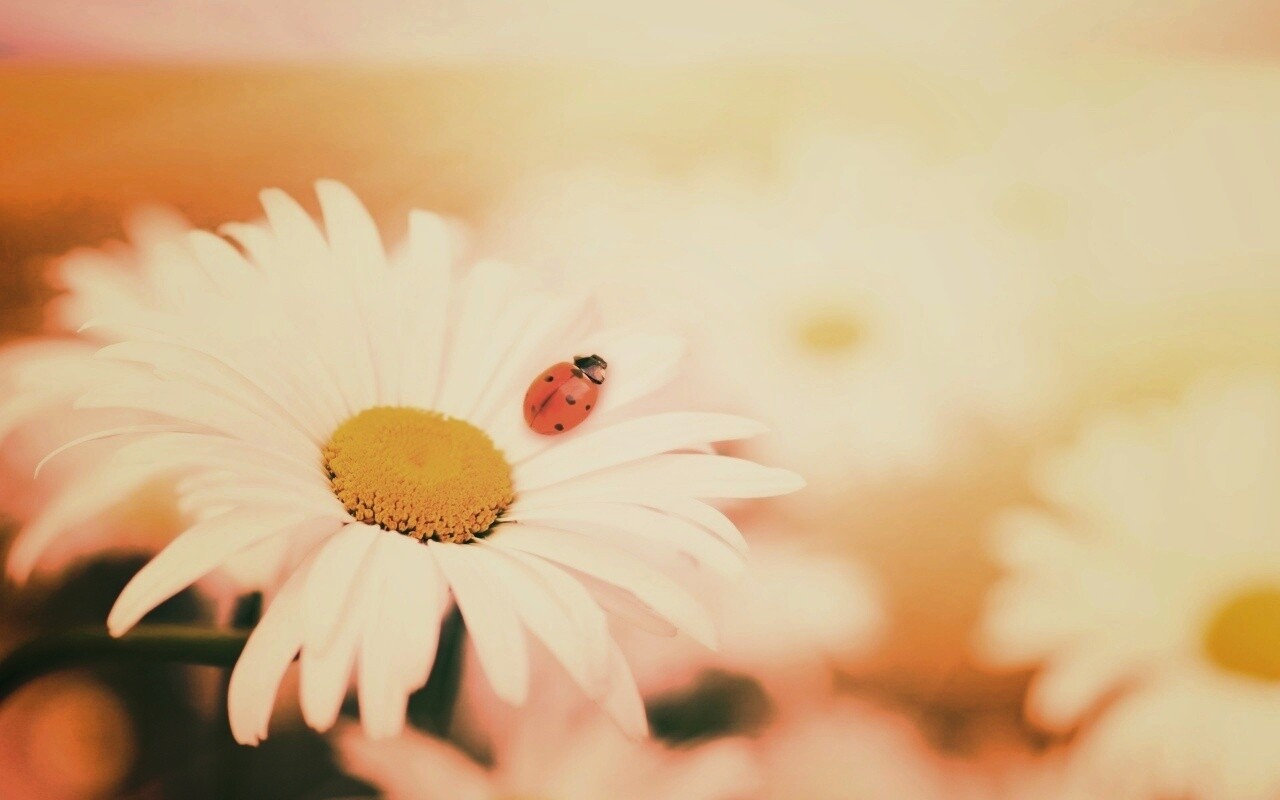 Божья коровка обои