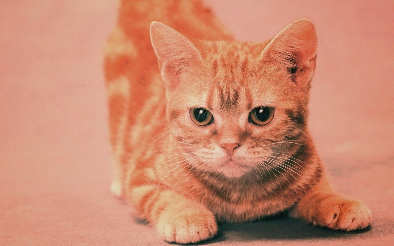 Котенок обои